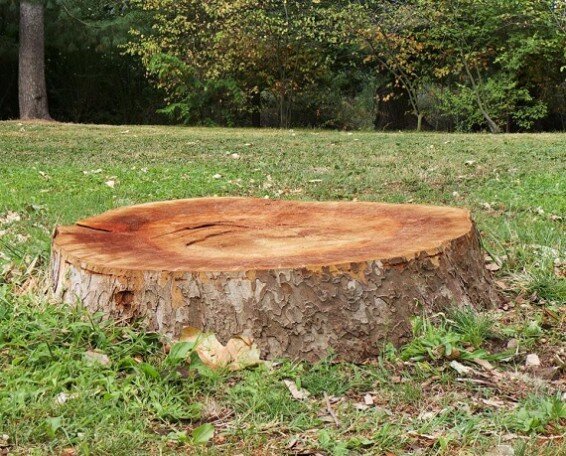 Prix couper un arbre abattage à Malemort 19360 Corrèze